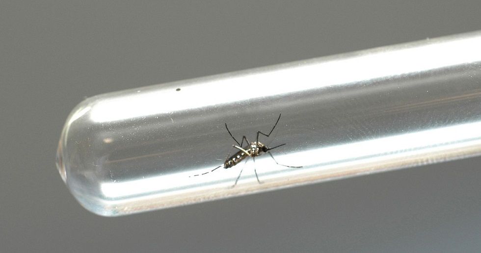 Sorocaba registra 117 casos de dengue em uma semana