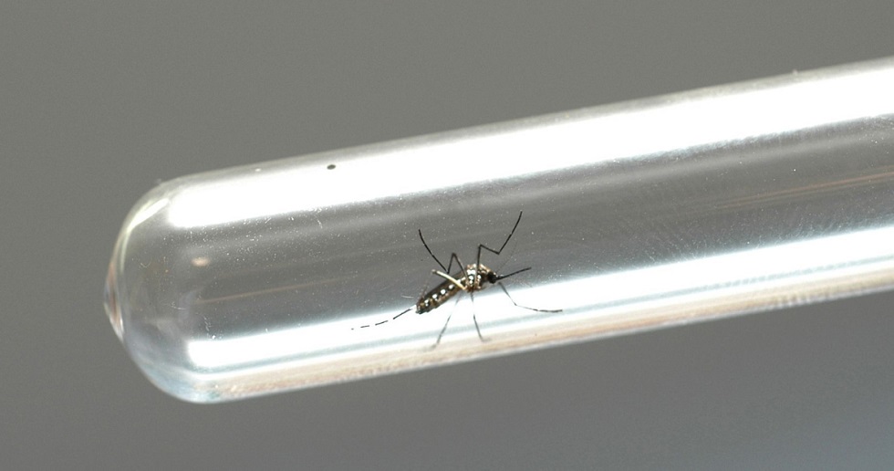Teste rápido paulista detecta dengue e zika