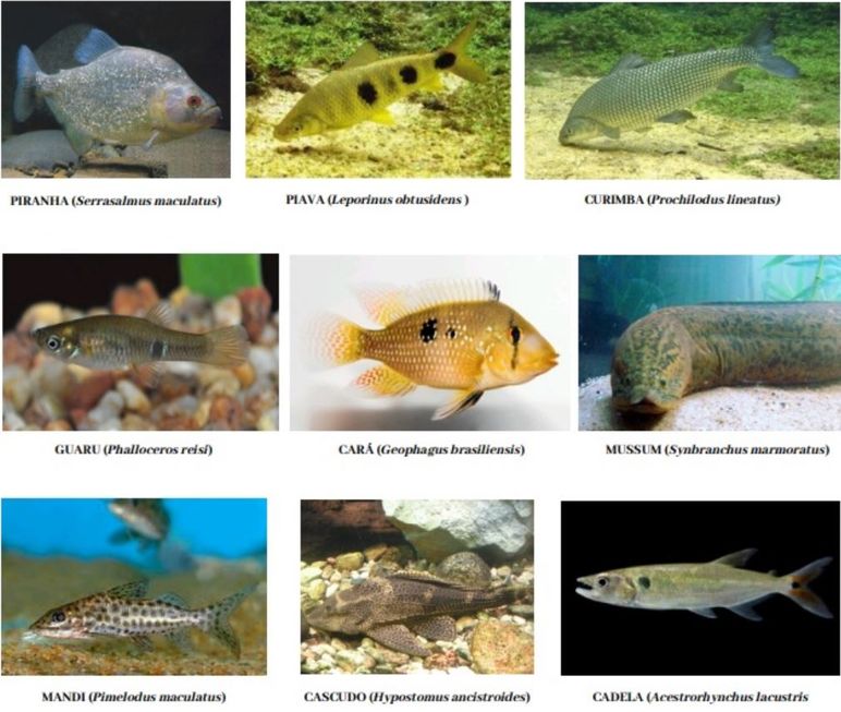 Conheça os peixes sorocabanos