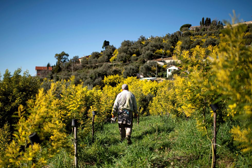 Sem trabalhadores, Itália perde plantações