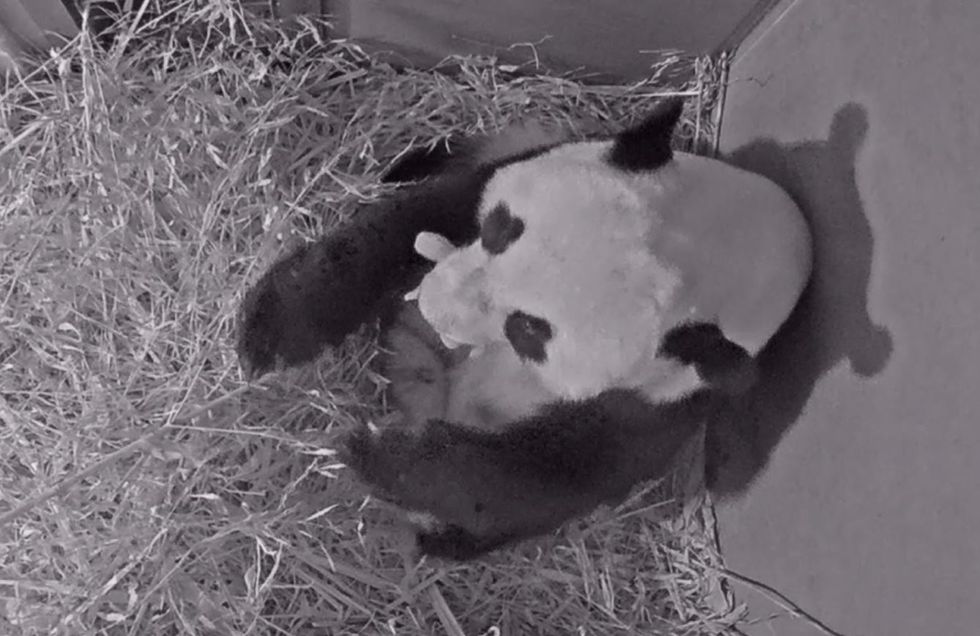 Nasce o primeiro panda gigante na Holanda