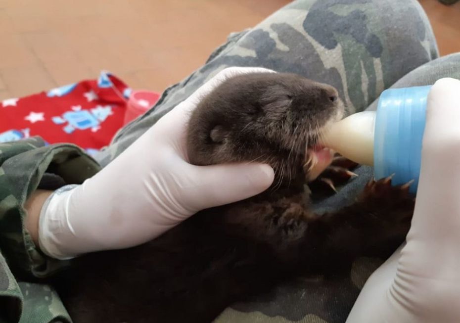 Bebê lontra resgatado recebe cuidados no Zoo de Sorocaba