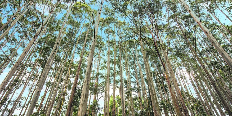 Gestoras de fundos firmam acordo para considerar questões climáticas