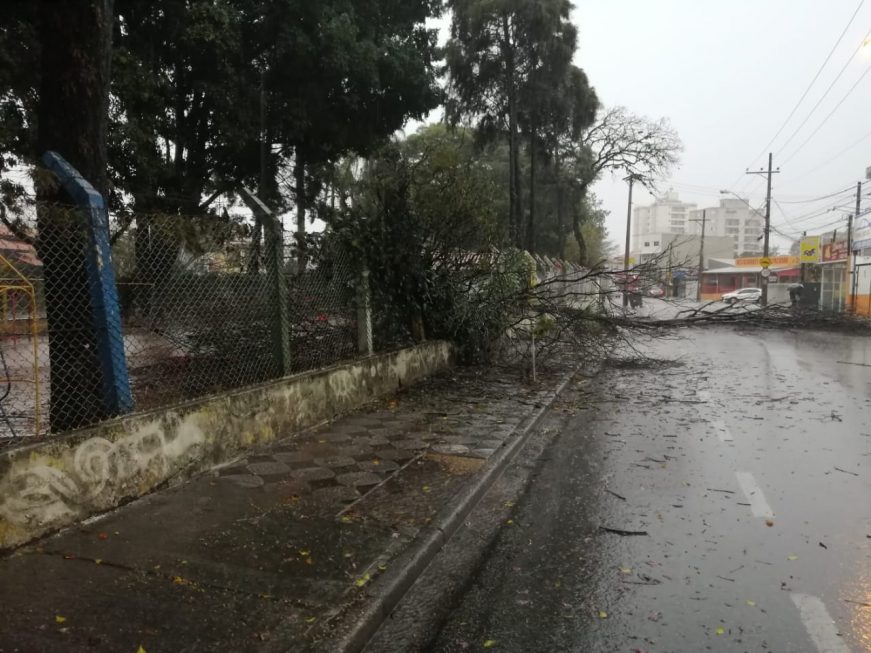 Queda de árvore atrapalha o trânsito em Sorocaba