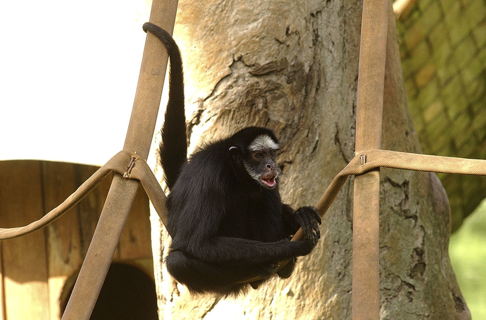 Macaco-prego-do-peito-amarelo e sua conservação no BioParque do Rio!