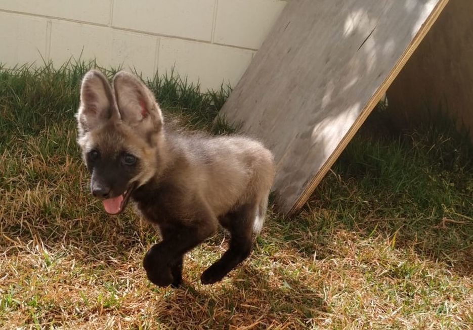 Zoo tem bebê de lobo-guará escolhido para a cédula de R$ 200