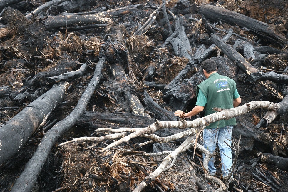 Exploração ilegal de madeira é alvo da Polícia Federal