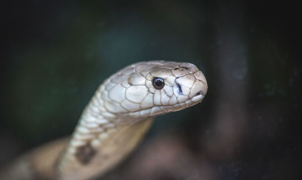 MP denuncia 4 no caso da cobra naja