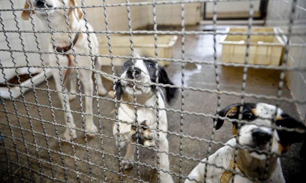 Pelo texto, pessoas condenados por maus-tratos a animais ficam impedidas de adotar