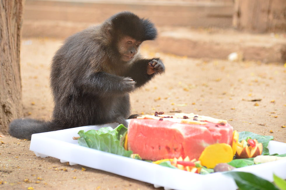 Animais ganham mimos no aniversário do zoo