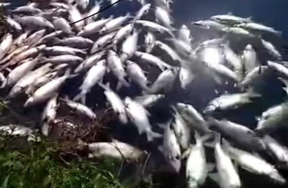 Centenas de peixes aparecem mortos em dois rios da RMS