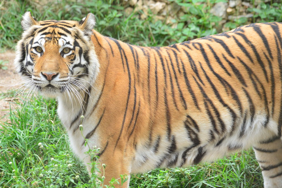 O tigre é um dos maiores felinos do mundo