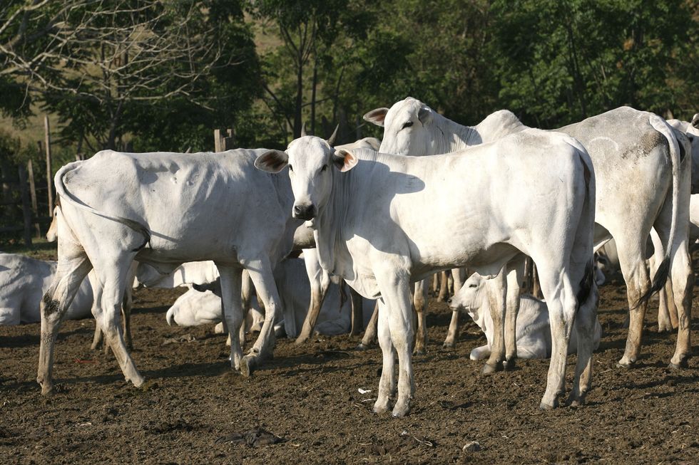 Rebanho bovino alcança 214,7 milhões de cabeças