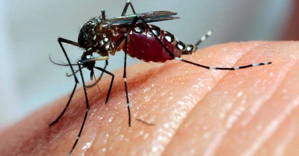 Governo lança campanha de combate ao Aedes aegypti