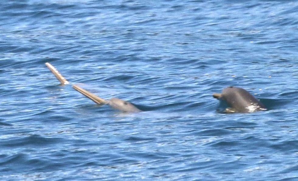 Golfinho ameaçado é descoberto em Paraty