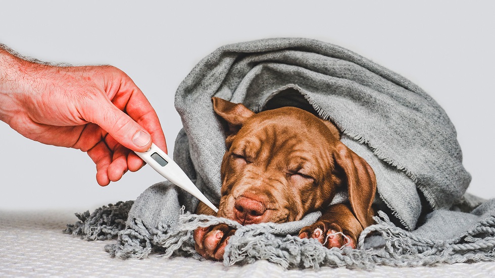 Conheça um pouco mais sobre febre canina e seus significados