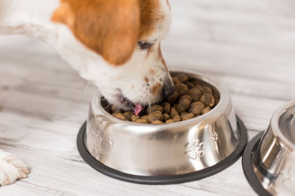 Armazenamento certo mantém alimento do seu pet sempre fresco