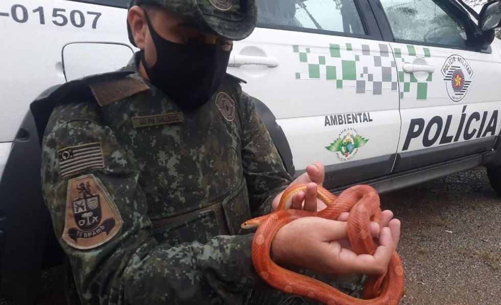 Polícia Ambiental faz apreensão de 17 serpentes na Grande São Paulo