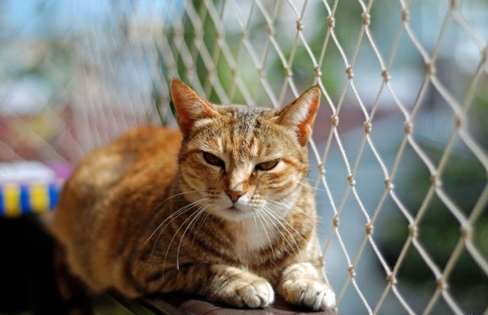 Redes de proteção dão segurança para os pets