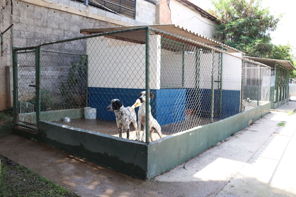 Prefeito anuncia unidade do Samu para animais em Sorocaba
