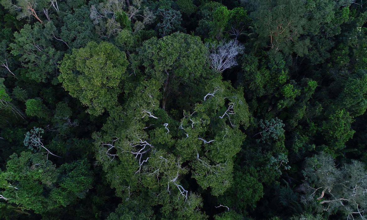 Floresta amazônica vista de cima.