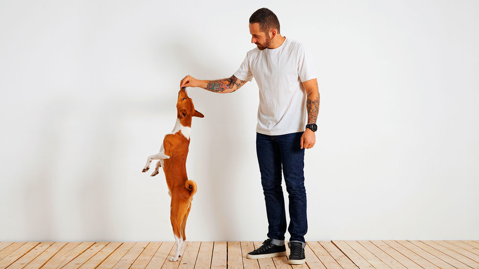 Cães socializados tendem a ter melhor qualidade de vida