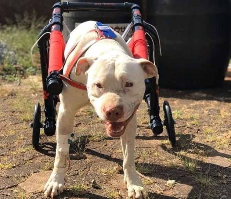 Cão Sanção volta a andar com prótese