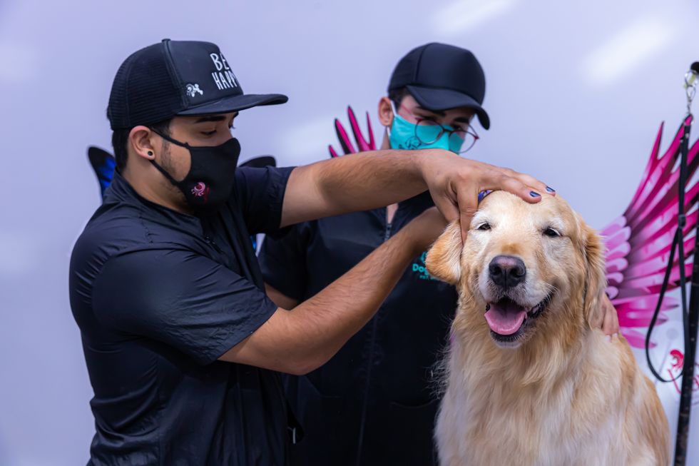 Novas soluções para uma estética animal