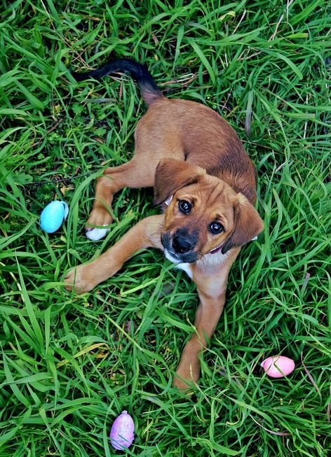 Chocolate é totalmente proibido para os cães